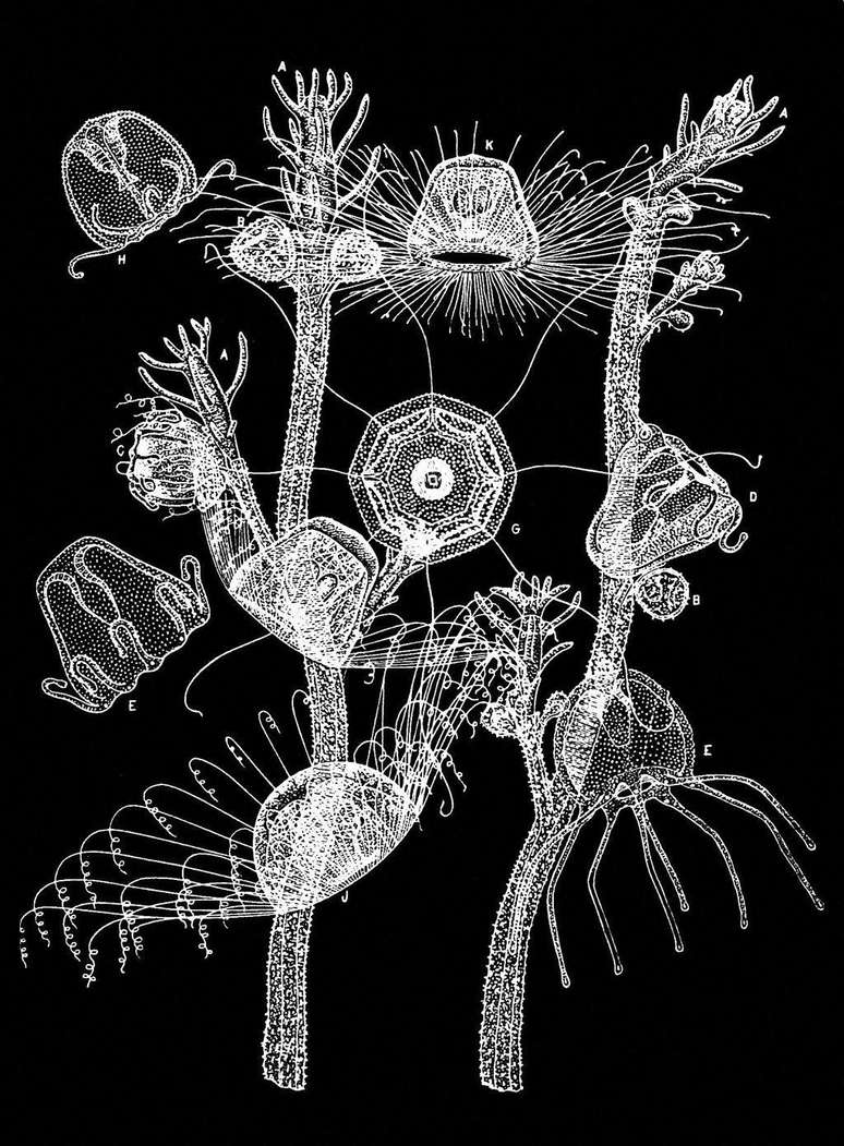Imagem do s&eacute;culo 19 ilustra a T. dohrnii, antes da descoberta da natureza extraordin&aacute;ria do seu ciclo de vida