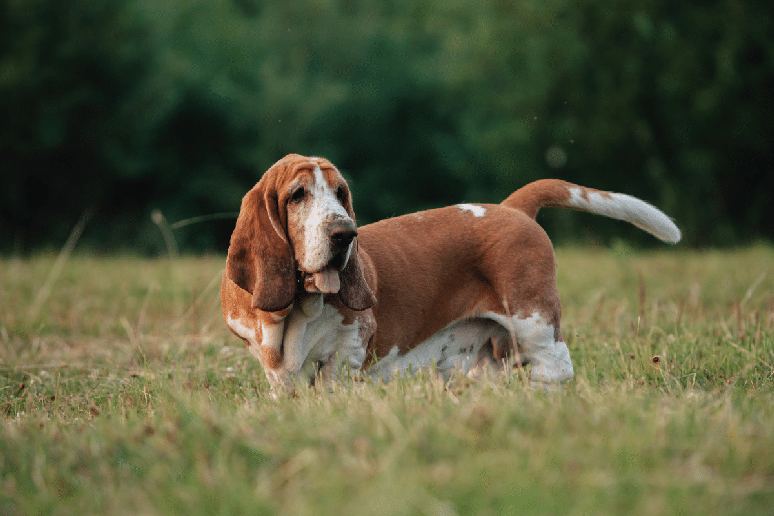 O basset hound tem olhos ca&iacute;dos, orelhas longas e dobras de pele que d&atilde;o ao c&atilde;o uma express&atilde;o melanc&oacute;lica, apesar de seu jeito afetuoso e soci&aacute;vel 