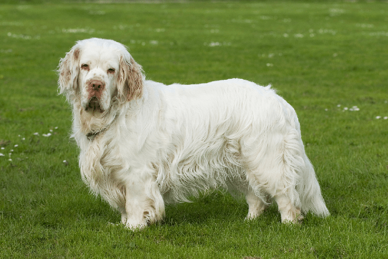 O clumber spaniel tem olhos profundos, orelhas compridas e p&aacute;lpebras ca&iacute;das, que refor&ccedil;am sua apar&ecirc;ncia sonolenta e combinam com seu jeito tranquilo 