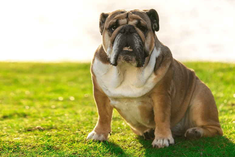 O buldogue ingl&ecirc;s tem rosto achatado, rugas profundas e olhos arredondados, que d&atilde;o ao c&atilde;o uma express&atilde;o preocupada, apesar de seu jeito afetuoso 