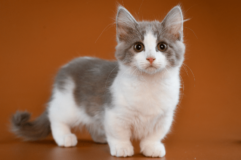 O munchkin &eacute; uma das ra&ccedil;as de gatos de pernas curtas mais conhecidas do mundo 