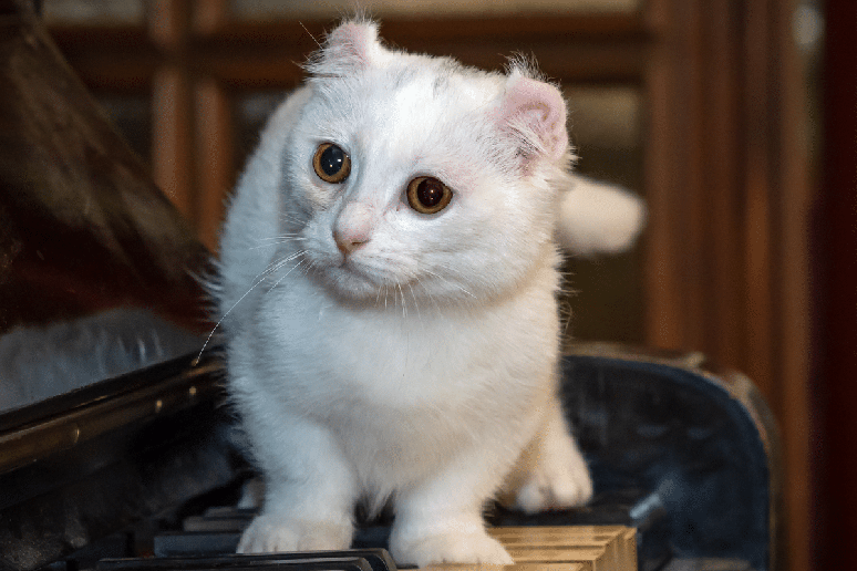 O gato kinkalow rpossui pernas curtas e orelhas curvadas para tr&aacute;s 