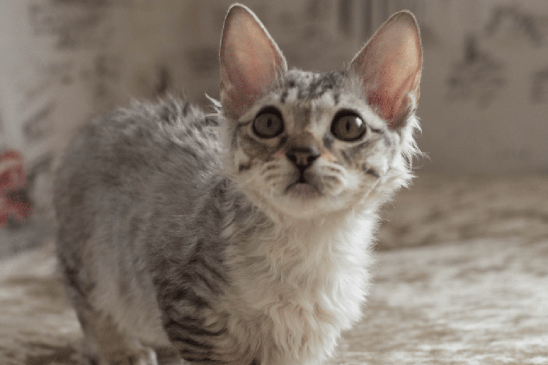 D&oacute;cil e afetuoso, o lambkin tamb&eacute;m &eacute; conhecido como nanus rex 