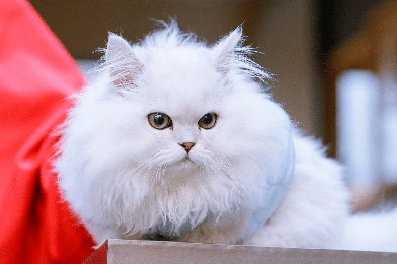 O minuet surgiu do cruzamento entre gatos munchkin e persas 