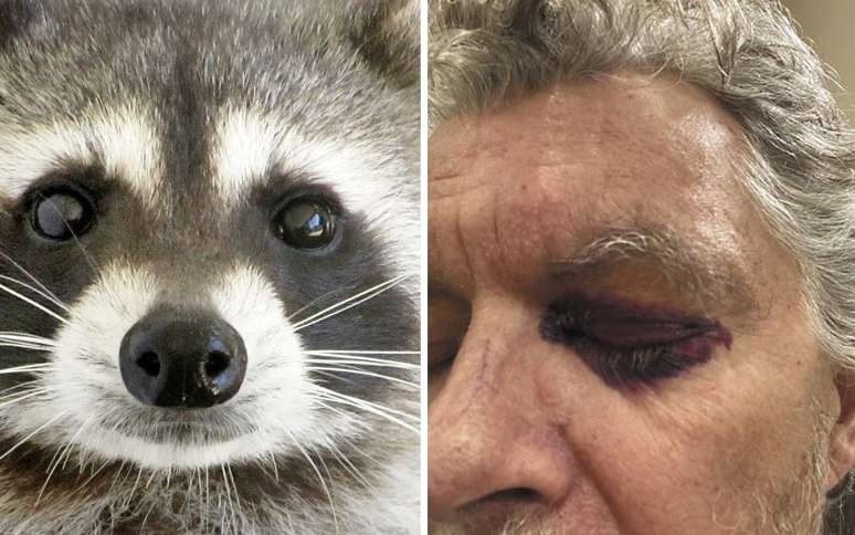 Olhos de guaxinim
