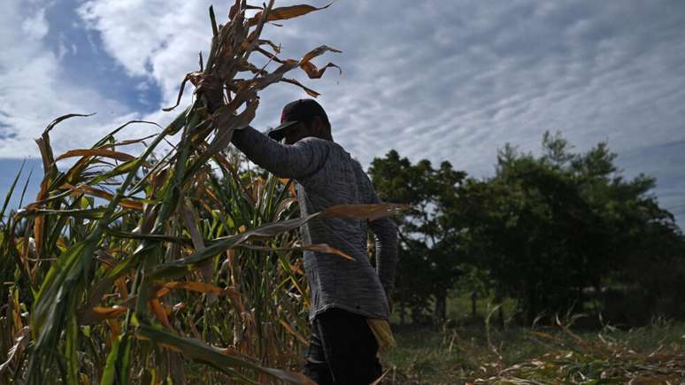 Imagem de arquivo. Um agricultor corta uma planta&ccedil;&atilde;o de milho danificada pela seca em Tecoluca, no departamento de San Vicente, em El Salvador, em agosto de 2026. A escassez de chuvas, associada ao fen&ocirc;meno El Ni&ntilde;o, tem causado preju&iacute;zos econ&ocirc;micos a muitos agricultores.
