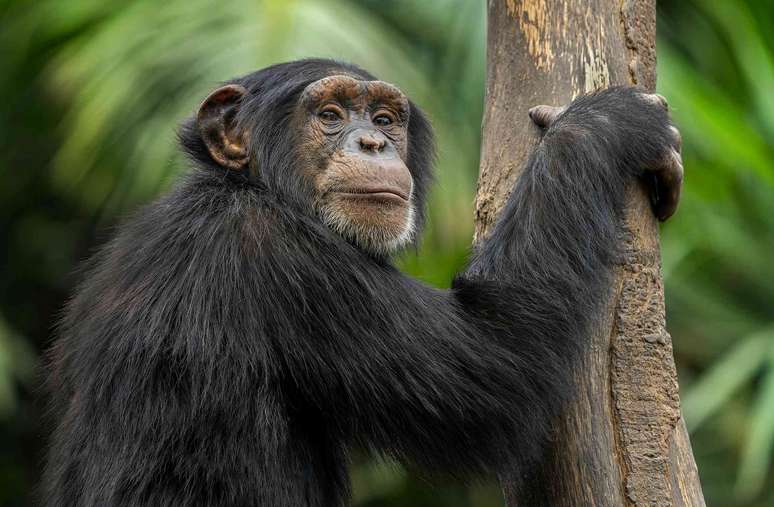 Foi muito mais f&aacute;cil determinar quando os chimpanz&eacute;s e os humanos se separaram do que quando a vida animal se separou de organismos mais simples. jindrich_pavelka/Shutterstock
