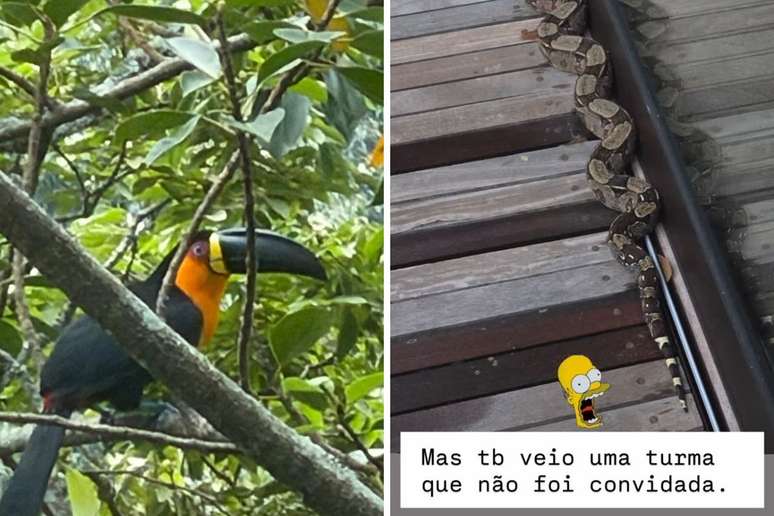 Luciano Huck registra animais silvestres que 'visitam' sua propriedade no Rio