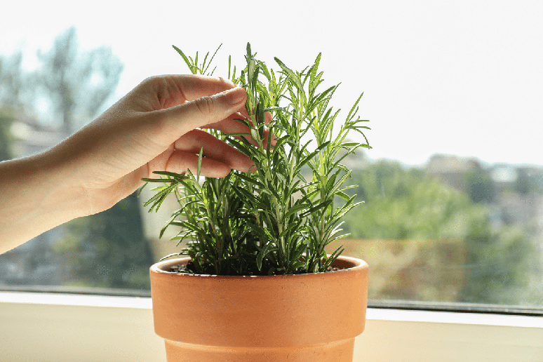 Cultivar alecrim em vasos exige boa ilumina&ccedil;&atilde;o, substrato drenado e aten&ccedil;&atilde;o &agrave; umidade do solo para evitar o excesso de &aacute;gua 