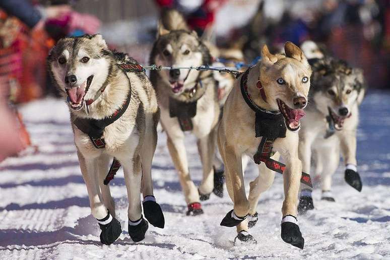Os c&atilde;es da ra&ccedil;a husky siberiano podem percorrer dist&acirc;ncias muito grandes em alta velocidade