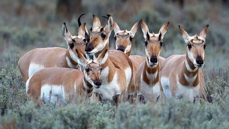 O ant&iacute;lope-americano &eacute; o animal terrestre mais r&aacute;pido da Am&eacute;rica do Norte