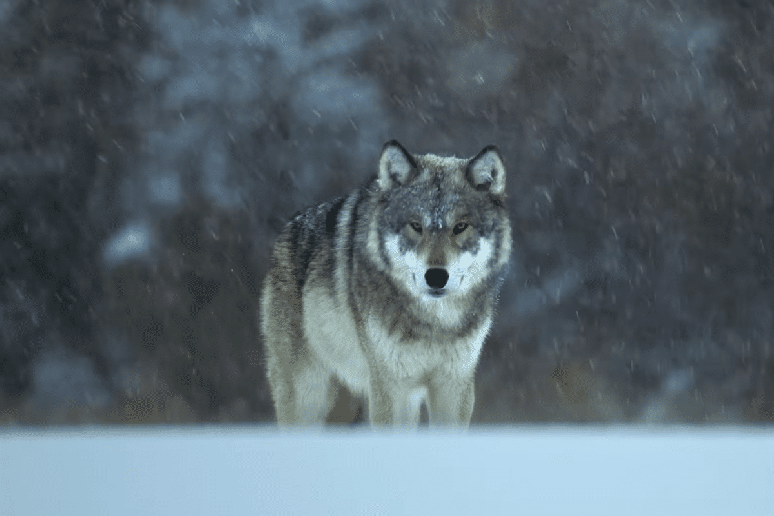 Bertie Gregory acompanha uma matilha no inverno canadense em &ldquo;Lobos de Perto&rdquo; 