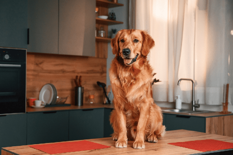 A pelagem do golden retriever pode apresentar diferentes tonalidades de dourado 