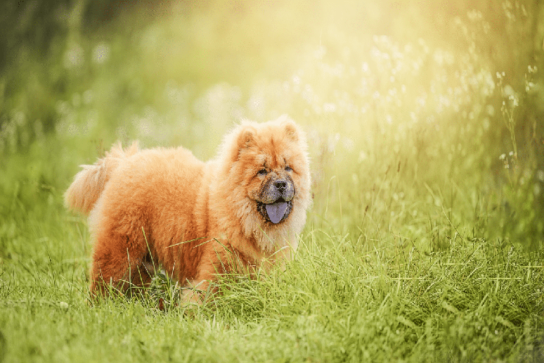 A pelagem do chow chow pode ser longa e volumosa ou curta e densa, apresentando diferentes cores, incluindo vermelho, creme e canela 