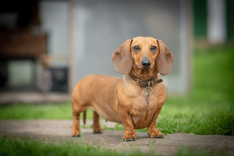 O dachshund pode ter pelagem em tons avermelhados e dourados, lembrando o caramelo 