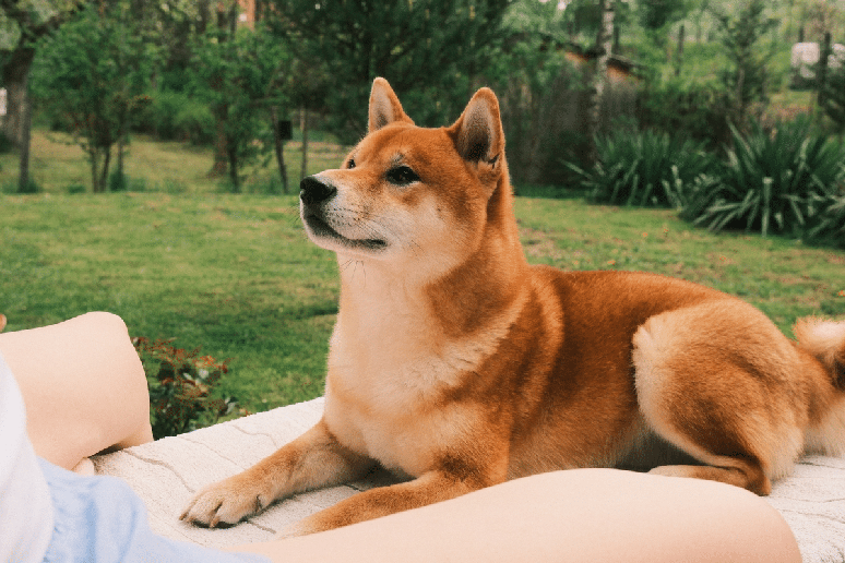 A pelagem do shiba inu pode apresentar colora&ccedil;&atilde;o avermelhada, semelhante ao caramelo 
