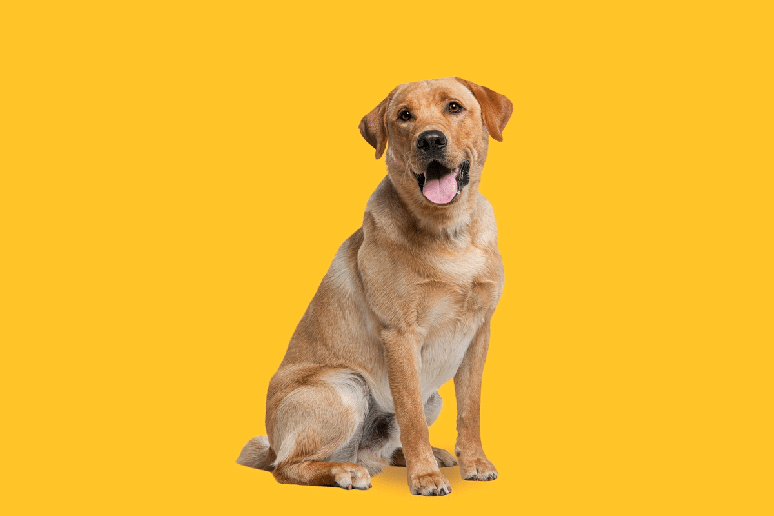 O cachorro da ra&ccedil;a labrador retriever tamb&eacute;m tem pelagem em tons semelhantes ao caramelo 
