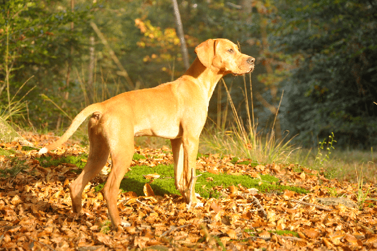 A pelagem do vizsla &eacute; pr&oacute;xima ao caramelo avermelhado 