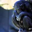 Chimpanzé em zoo se recusa a soltar filhote que morreu há três meses