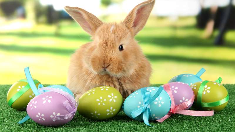 Descubra a origem da lenda do coelhinho da P&aacute;scoa