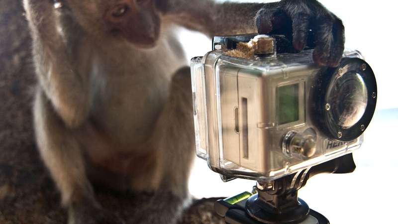 Macaco furta câmera de turista e tira autorretrato; veja vídeo - Animais -  Extra Online