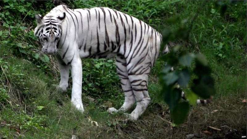 Jogo De Tigre Branco Na Índia Imagem de Stock - Imagem de branco