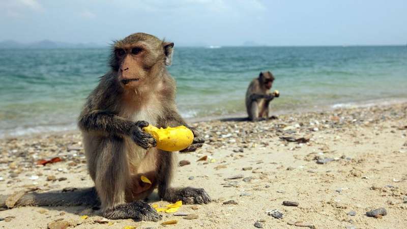 Zoologia: o macaco que atravessou o Atlântico em uma balsa