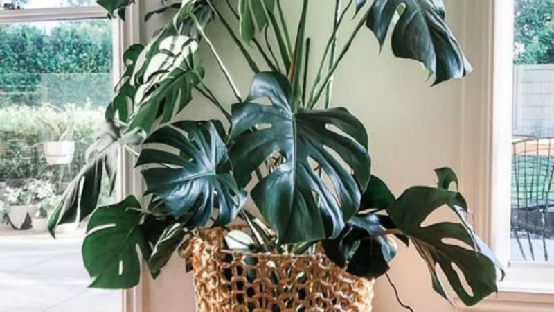 philodendron melanochrysum kaufen Philodendron Melanochrysum