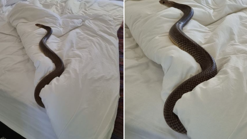 Serpente mais mortal da Austrália é encontrada no quarto de, ok