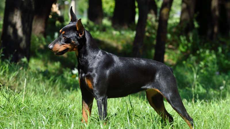 1980648889-pinscher-alemao.jpg