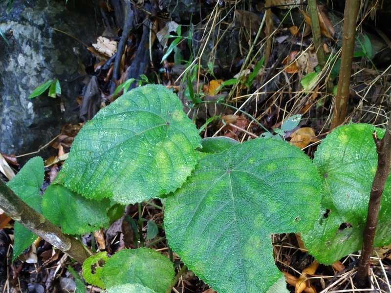 Descubra quais são as 11 plantas mais venenosas do mundo - Mega