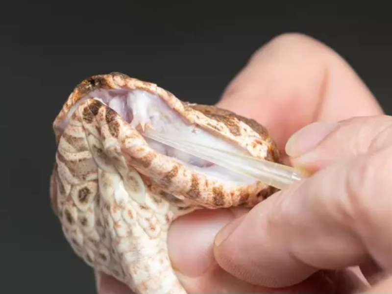 Cobra com 3 presas venenosas intriga os cientistas na Austrália