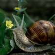 Como é o caracol endêmico que anda 9 metros durante toda a vida