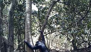Chimpanzés são flagrados usando ferramentas para beber água