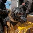 Cachorro da PM de SP se torna o 1º cão policial a saltar de paraquedas