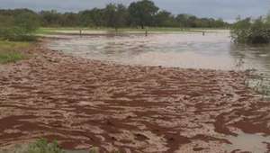 Formigas criam 'balsas' para sobreviver à tempestade Harvey
