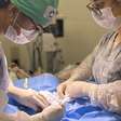 Gato atingido por tiro de chumbinho é salvo em cirurgia de emergência