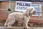 Cachorríneos eleitores? - Nem políticos, nem eleitores. Eles só estão acompanhando seus donos mesmo. No dia 4 de junho, o início das eleições locais britânicas, os usuários postaram fotos de seus pets ao lado das placas que indicam a entrada da seção eleitoral