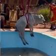 Boi cai em piscina e é resgatado com escavadeira; veja