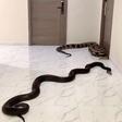 Homem solta cobras em corredor de prédio como protesto a latidos de cachorros