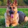 Descubra quais as raças de cachorro mais inteligentes Foto: Shutterstock / Alto Astral
