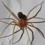 Exemplar de aranha-marrom, ou aranha-violino Foto: Reprodução/Wikicommons