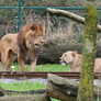Leão ataca e mata fêmea em zoológico na Bélgica Foto: Reprodução/Redes Sociais