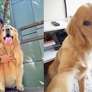 O cachorro Joca morreu durante um voo da Gol Foto: Reprodução / Perfil Brasil