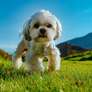 Algumas raças de cachorro tendem a ser mais teimosas Foto: chaossart | Shutterstock / Portal EdiCase