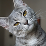 Especialista apontou que o período estimulou as interações sociais entre os gatos e seus tutores, mas também elevou os níveis de ansiedade Foto: Pixabay/sandrobolo / Bons Fluidos