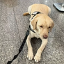 Cão embarcará nesta sexta-feira Foto: Reprodução/Redes Sociais