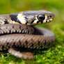 Conheça soluções simples e naturais para afastar cobras da sua casa e mantê Foto: la segura - sem precisar utilizar veneno! - Reprodução: Canva/PBpix / Bons Fluidos