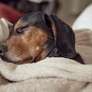 Inverno: veja como proteger seu cachorro das baixas temperaturas Foto: Freepik