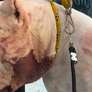 Ragnar pit bull: o herói que lutou contra uma onça para salvar sua família Foto: Vakinha / Vakinha
